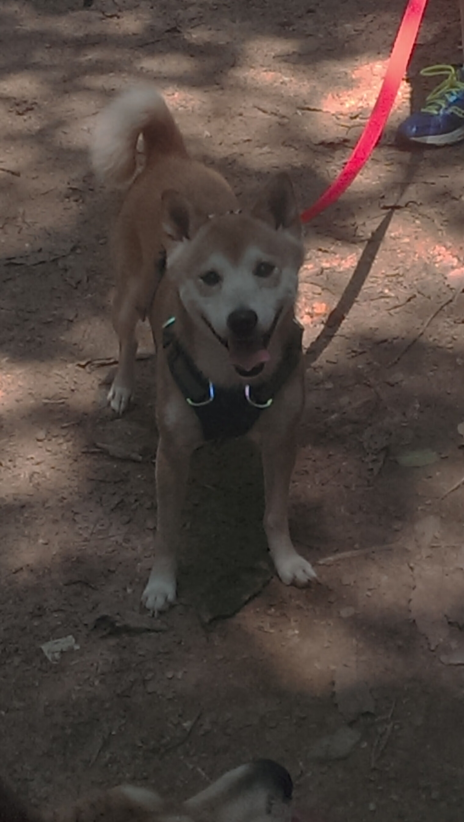 _运动式街舞争霸:青春与力量的碰撞_,街舞青春活力