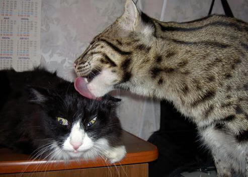 中小学足球课程全面升级,培养青少年体育素养,青少年足球教学大纲