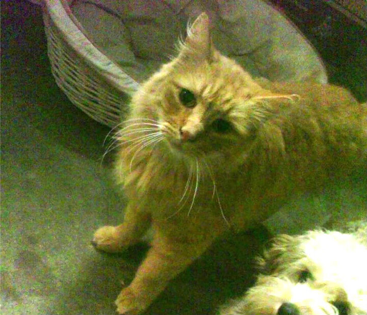 哥伦比亚马术协会举办青少年马术交流活动，促进国际友谊。，哥伦比亚马戏团在线观看