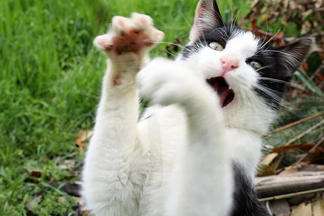 “雪域狂飙：冰雪赛段的速度传奇”，雪域狂风